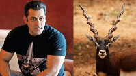 salman